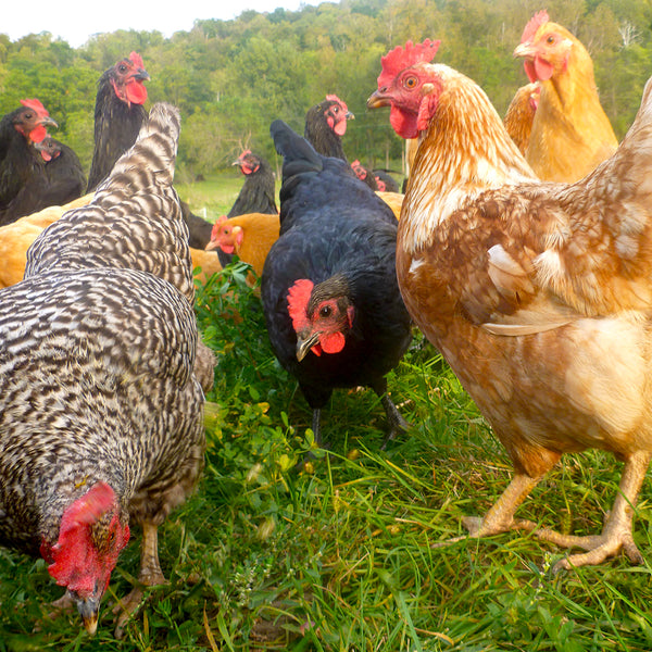 Lynch Farms, happy chickens pecking at bugs in the pasture 